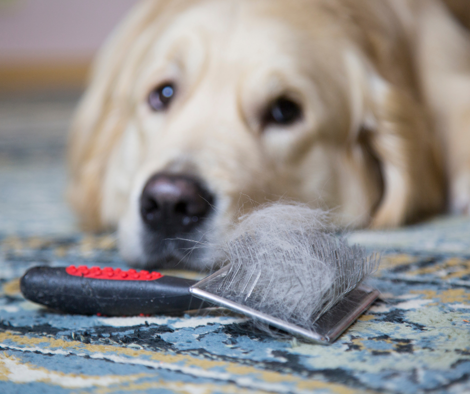 Jak usunąć sierść psa lub kota z kanapy, dywanu, ubrania? Tylko sprawdzone sposoby.